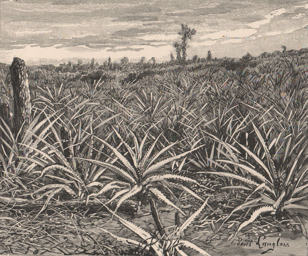 Plantation of Pineapples. Cuba 1885 old antique vintage print picture